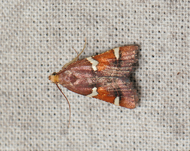 1709   Pyralis regalis  007.jpg