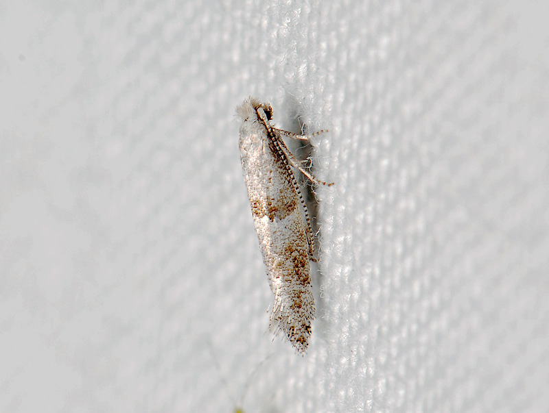 0428   Cedestis subfasciella  121.jpg