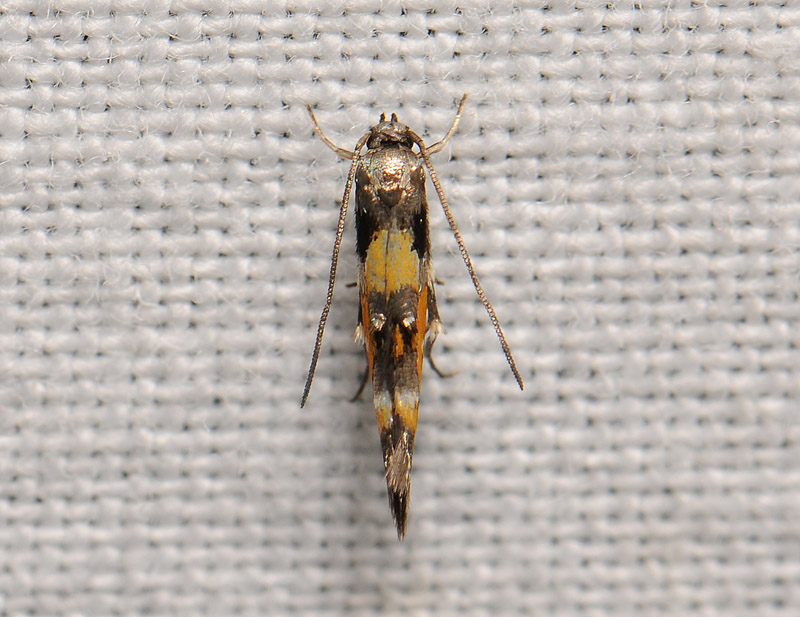 0875   Mompha locupletella  193.jpg