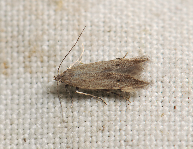 0958   Monochroa arundinetella  170.jpg