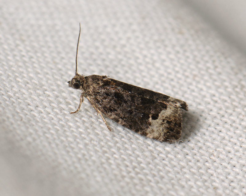 1374   Apotomis sauciana  041.jpg