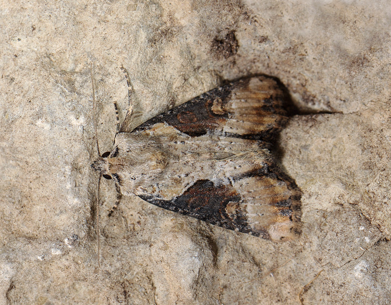 2851   Apamea ophiogramma  068.jpg