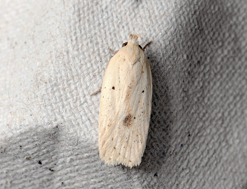 0554   Agonopterix kaekeritziana  088.jpg