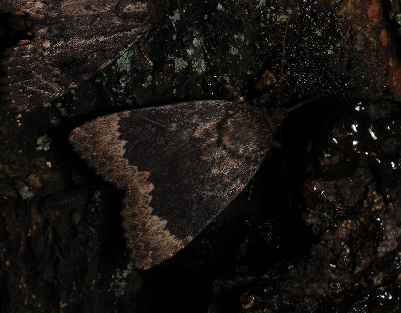 2709   Amphipyra perflua  063.jpg