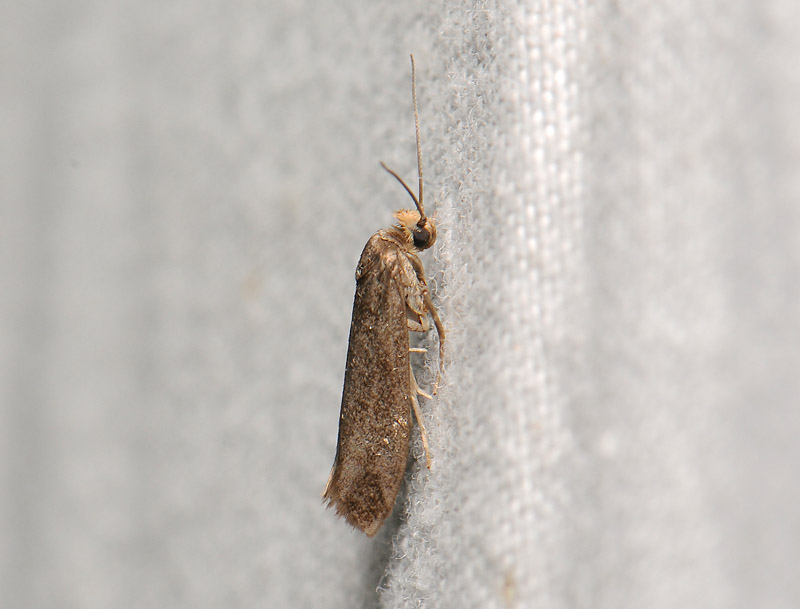 0434   Prays ruficeps  071.jpg