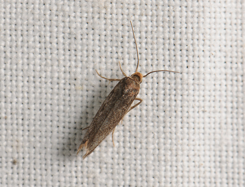 0434   Prays ruficeps  073.jpg