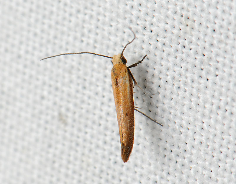 0414   Zelleria hepariella  107.jpg