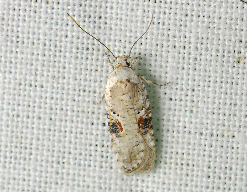 0550   Agonopterix alstromeriana  157.jpg