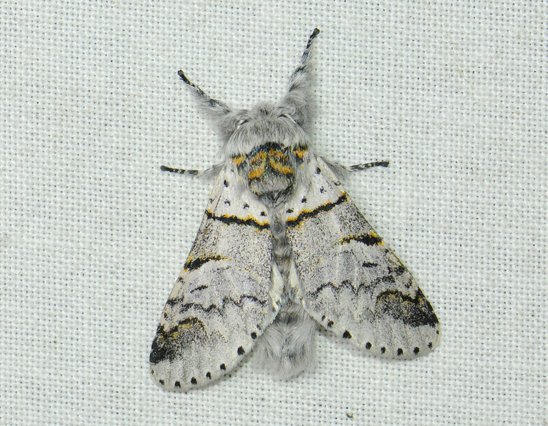 2531   Furcula bifida  200.jpg