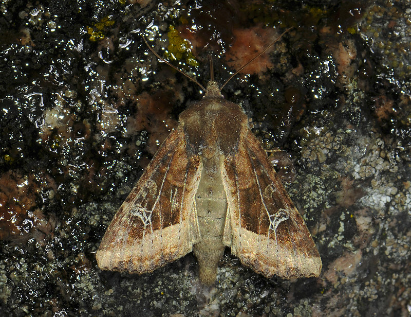 2880   Celaena leucostigma  059.jpg