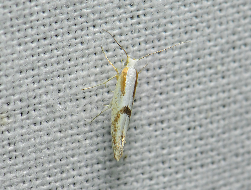 0460   Argyresthia bonnetella  076.jpg