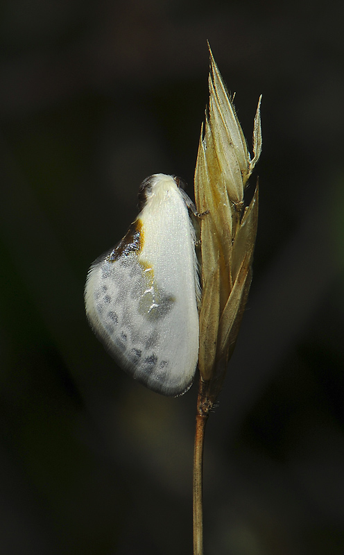 2172   Cilix glaucata  134.jpg