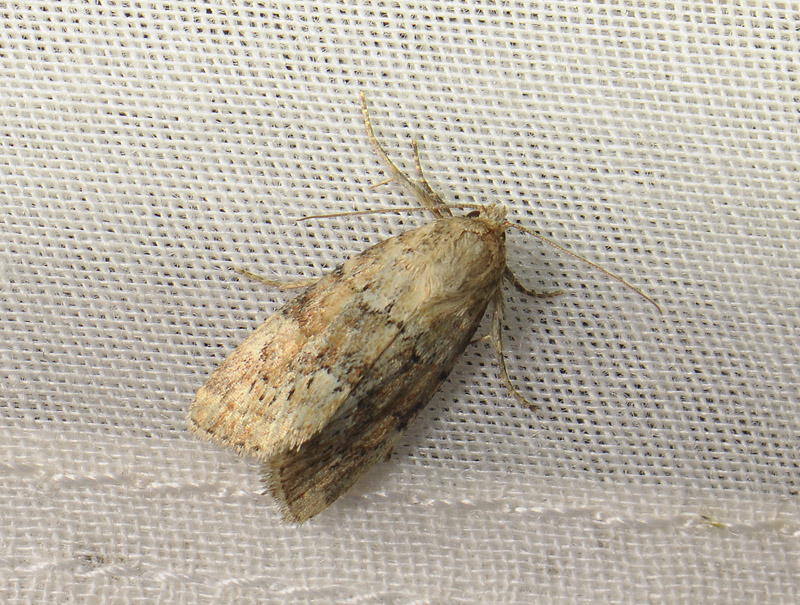 2862   Photedes minima  024.jpg