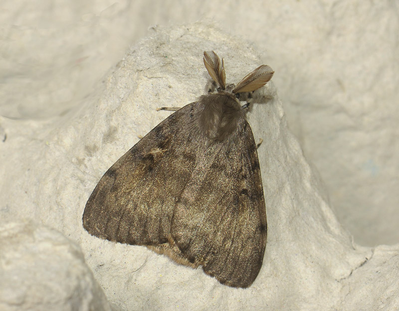 3063   Lymantria dispar  039.jpg