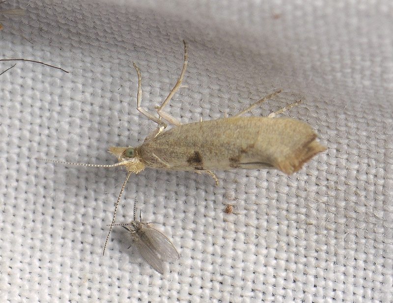 0473   Ypsolopha alpella  115.jpg