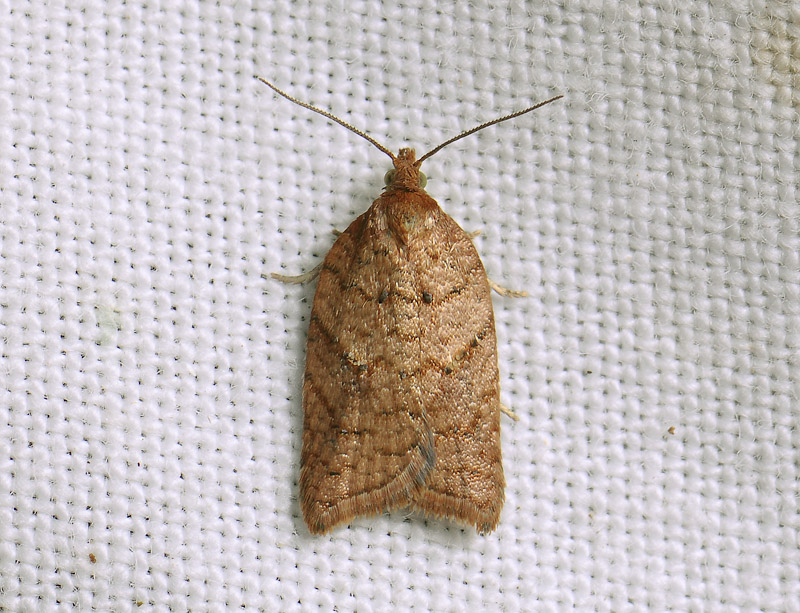 1254   Acleris shepherdana  120.jpg