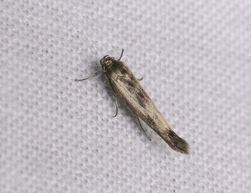 0675   Scythris limbella  141.jpg