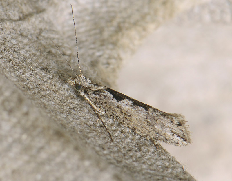 0478   Ypsolopha vittella  179.jpg
