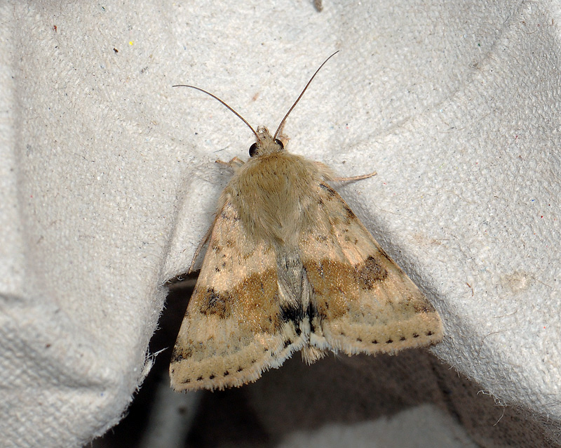 2723   Heliothis viriplaca  063.jpg