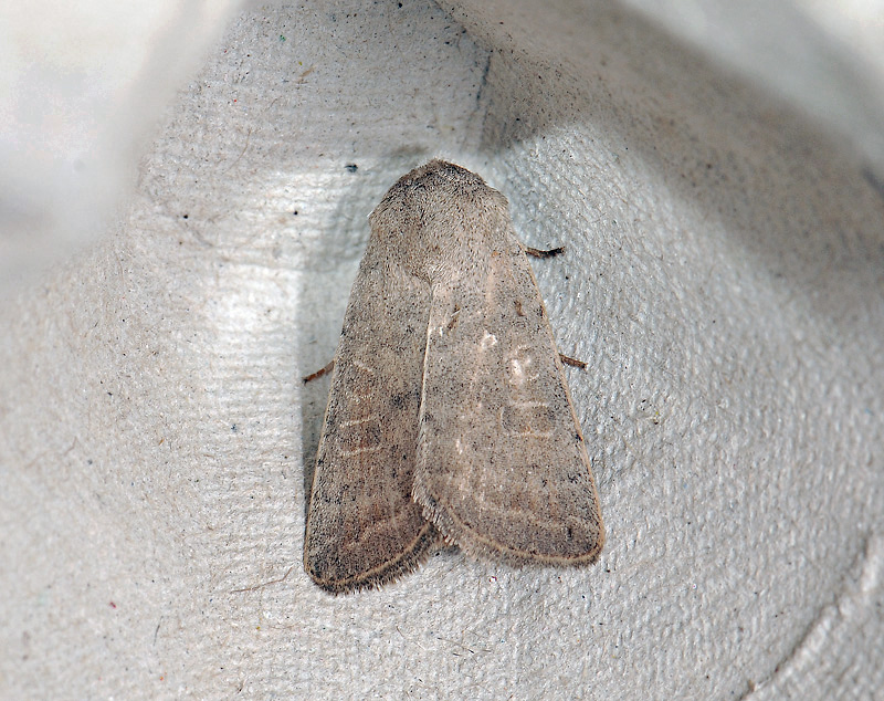 2801   Hoplodrina ambigua  245.jpg