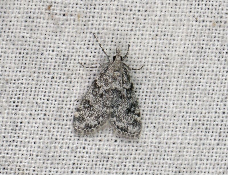 1795   Eudonia murana  056.jpg