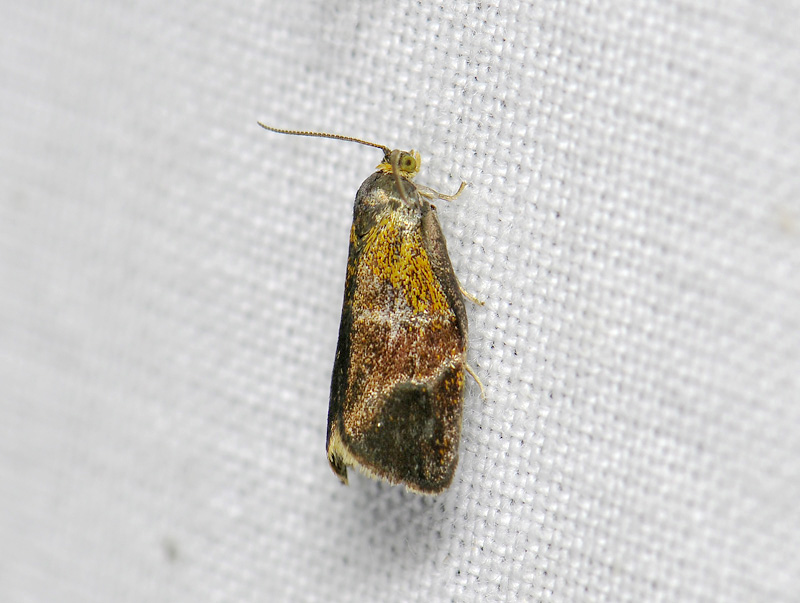 1316   Ptycholoma lecheana  098.jpg