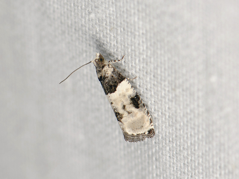 1434   Gibberifera simplana  067.jpg