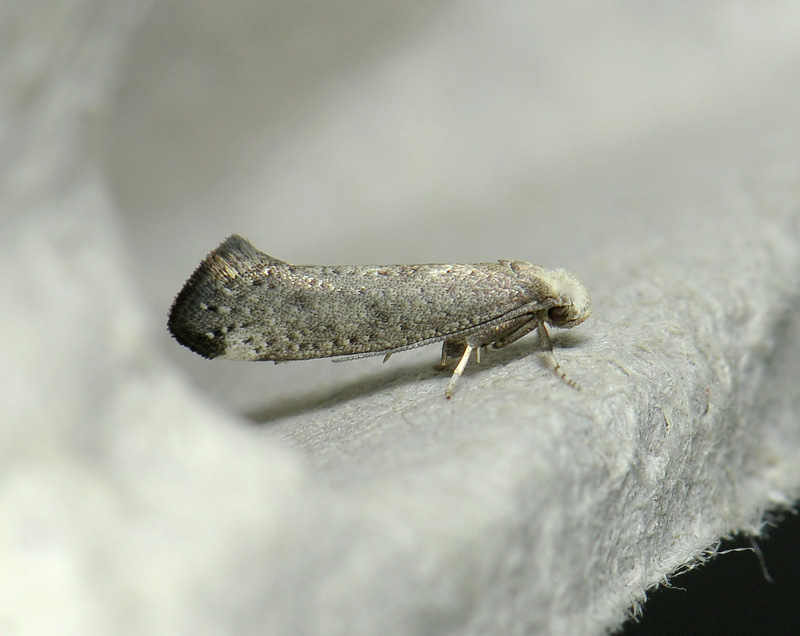 0422   Swammerdamia compunctella  215.jpg
