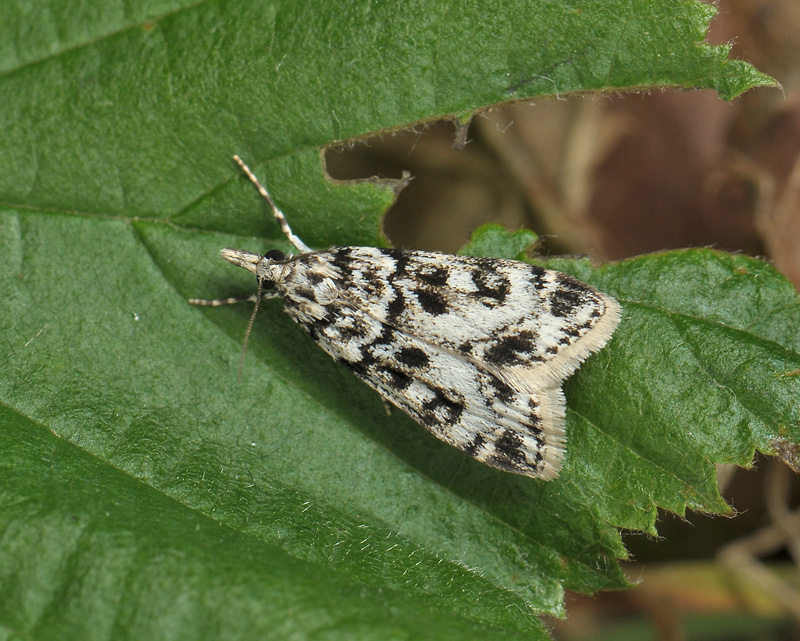 1797   Eudonia laetella  278.jpg
