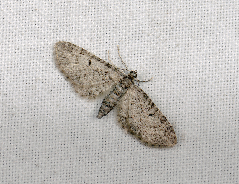 2600   Eupithecia sp  015.jpg
