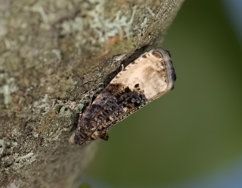 1378   Hedya nubiferana  109.jpg
