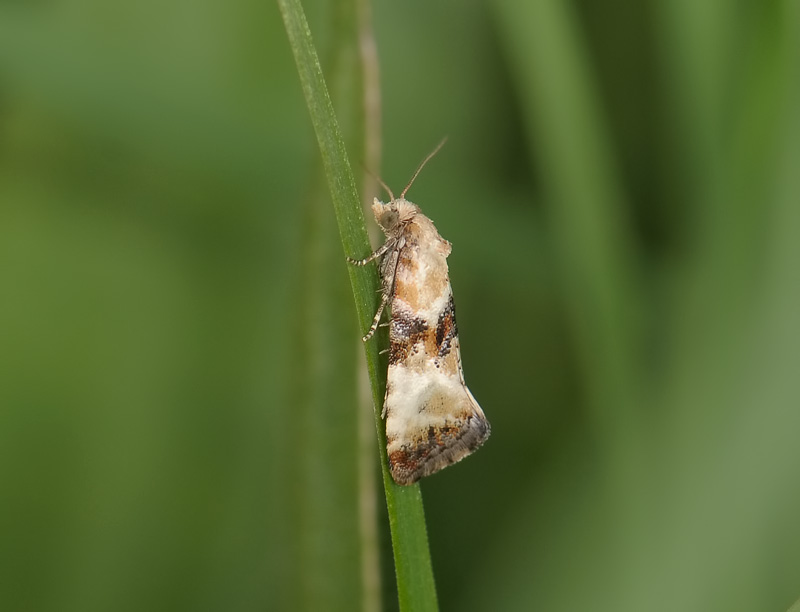 1200   Eupoecilia angustana  153.jpg