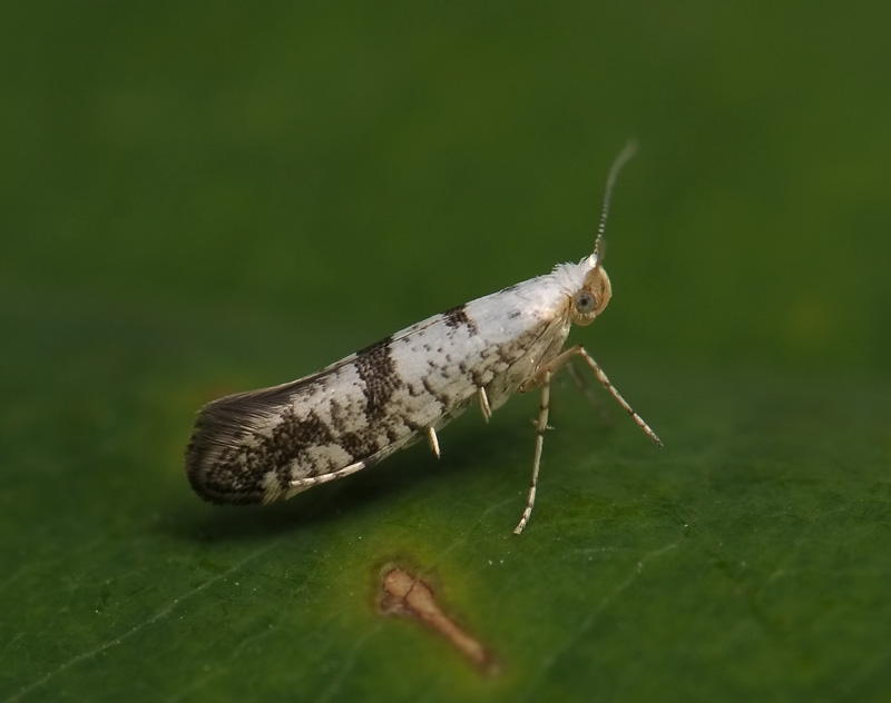 0451   Argyresthia curvella  165.jpg