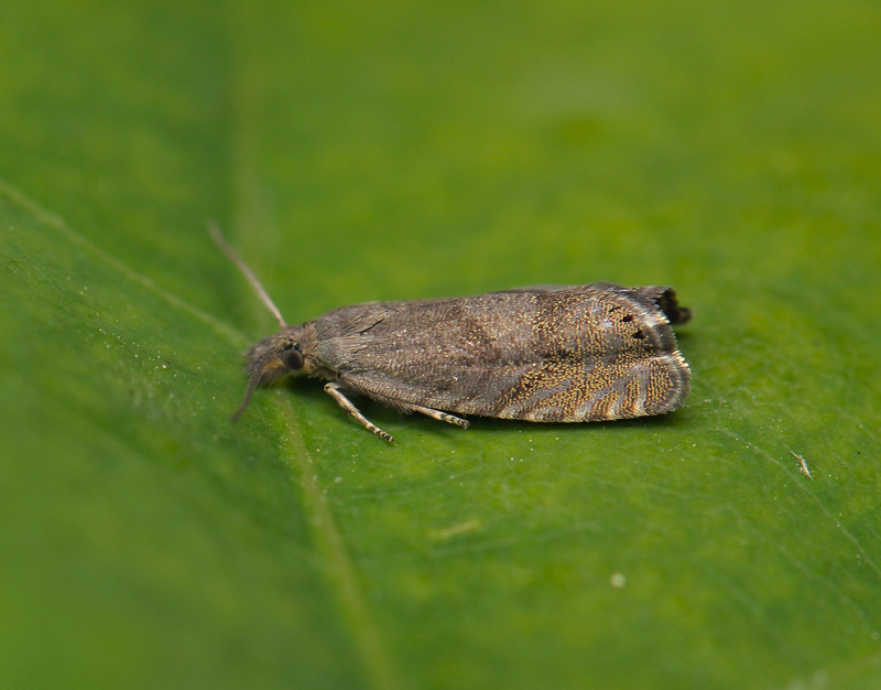 1623   Dichrorampha sp  166.jpg