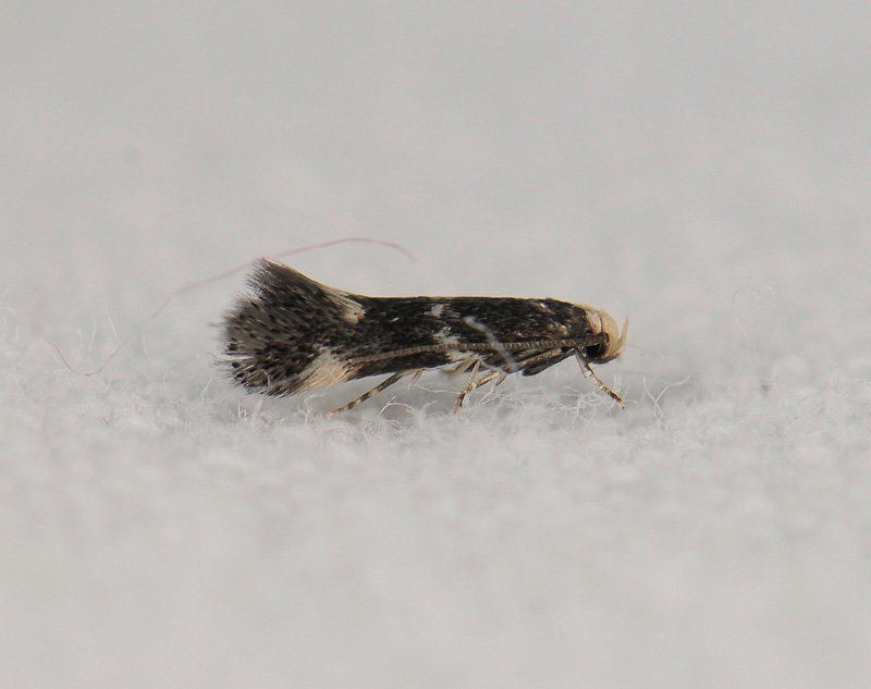 0628   Elachista albifrontella  182.jpg