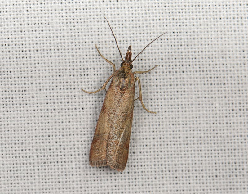 1747   Hypochalcia ahenella  183.jpg