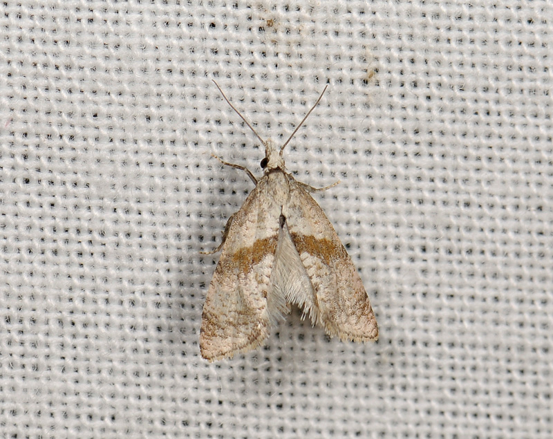 1222   Cochylidia implicitana  186.jpg