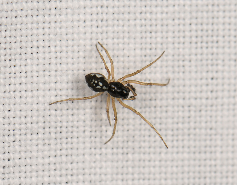 spider  296.jpg