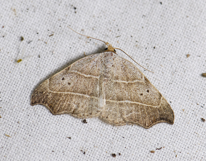 2621   Laspeyria flexula  0036.jpg