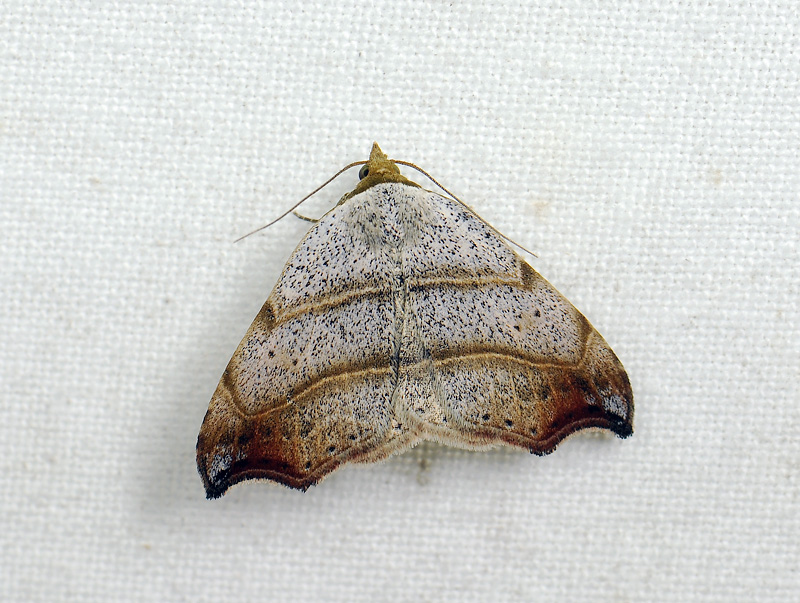 2621   Laspeyria flexula  153.jpg