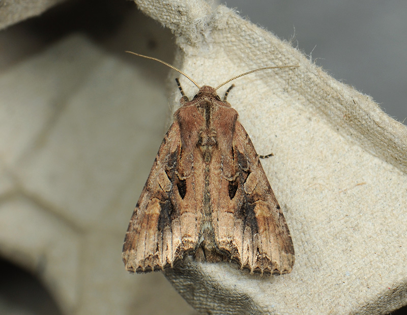 2917   Lacanobia suasa  155.jpg