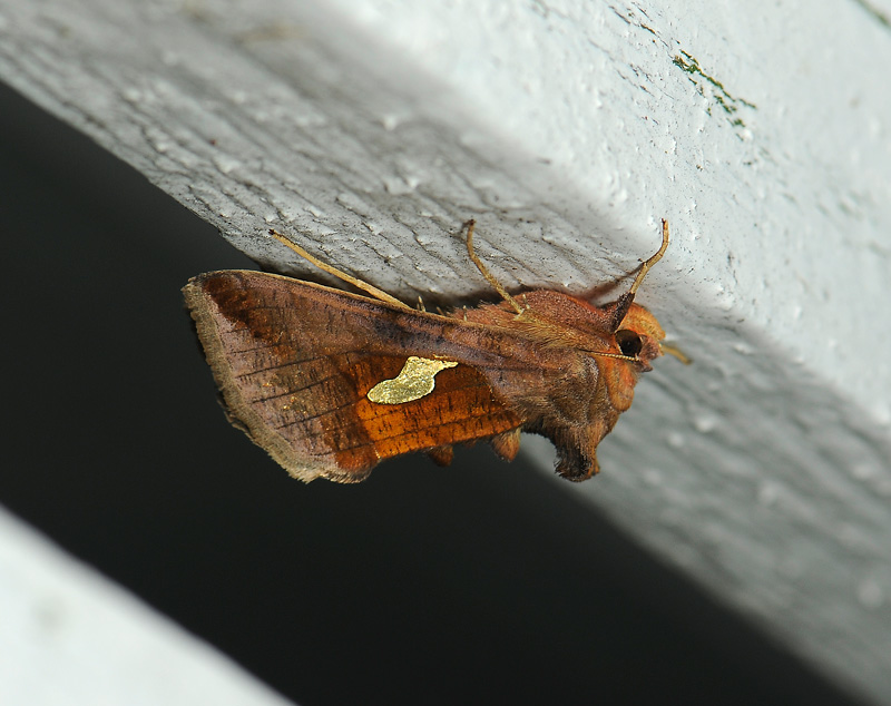2650   Autographa bractea  017.jpg