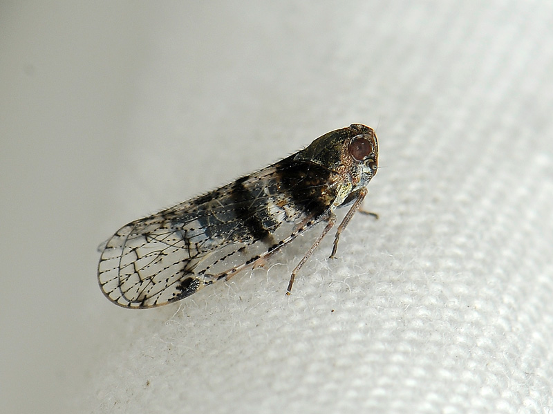 insect  035.jpg