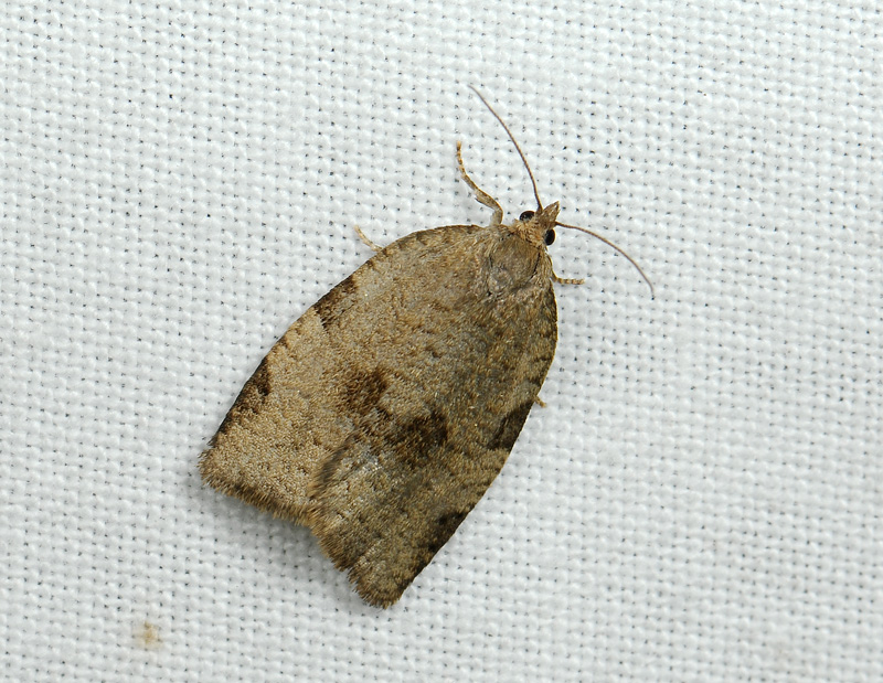 1324   Lozotaenia forsterana  090.jpg