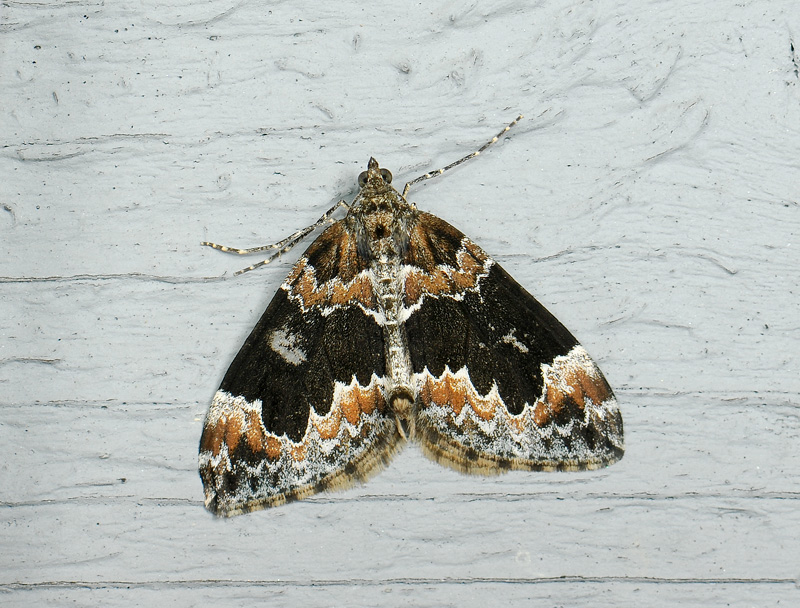 2378   Dysstroma truncata  095.jpg