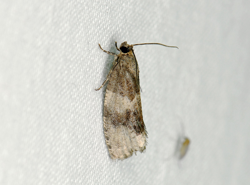 1360   Pseudosciaphila branderiana  344.jpg