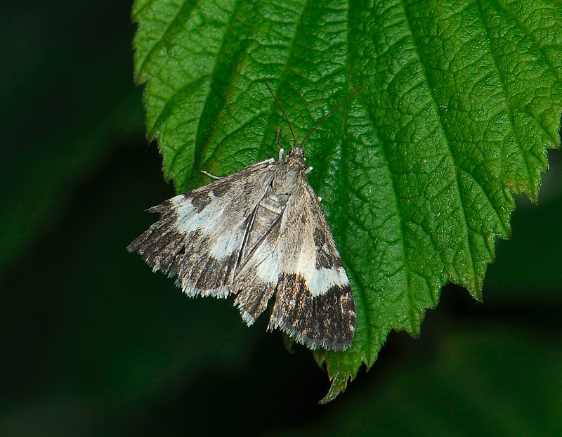 1886   Udea hamalis  040.jpg