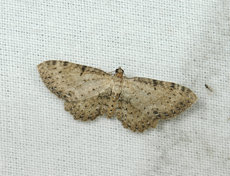 2491   Anticollix sparsata  025.jpg