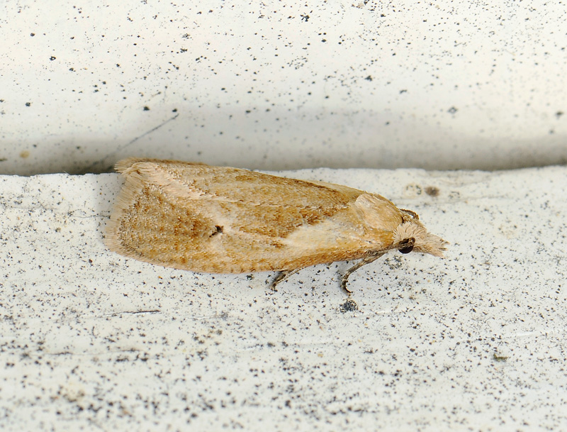 1180   Phteochroa inopiana  101.jpg