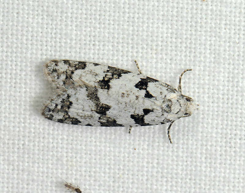 1280   Eana penziana  088.jpg